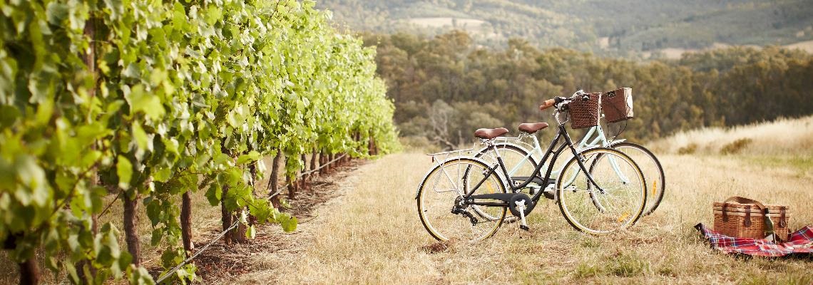 Two retro bikes with wicker baskets leaning in a vineyard with eucalypt bush behind. 